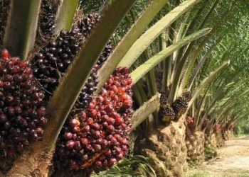 How Much is the Business Worth: Stories the Asset Values Tell