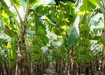 New Agribusiness Opportunities for Economic Growth Post COVID-19 Pandemic