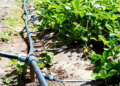 Drip Irrigation: towards Ensuring Maximal All-Year Round Yield