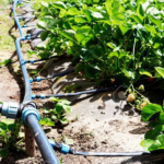 Drip Irrigation: towards Ensuring Maximal All-Year Round Yield