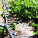 Drip Irrigation: towards Ensuring Maximal All-Year Round Yield