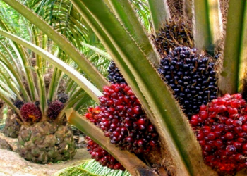 Presco Plc rakes in N4.4 billion profit from palm plantation and processing