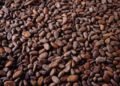 FTN Cocoa Processors Plc share price moves for the first time in over two years