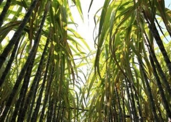 Floods at our Sunti Golden Sugar Estates – Flour Mills of Nigeria Plc