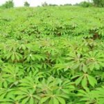 Cassava-Farm