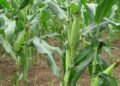 Expected Maize Price Crashing: Matters Arising