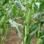 Expected Maize Price Crashing: Matters Arising