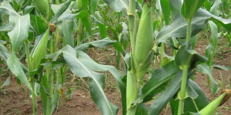 Expected Maize Price Crashing: Matters Arising