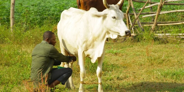 UniAbuja Partners FrieslandCampina WAMCO to Foster Dairy Development