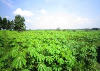 Agribusiness to Get extra 6% Funding from the CBN