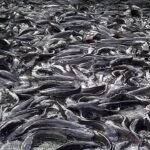 2.5m Metric Tonnes of Fish Deficit: Options from Ondo and Delta States