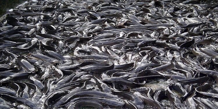 2.5m Metric Tonnes of Fish Deficit: Options from Ondo and Delta States