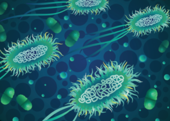 Scientists develop a vaccine strategy for treating urinary tract infections