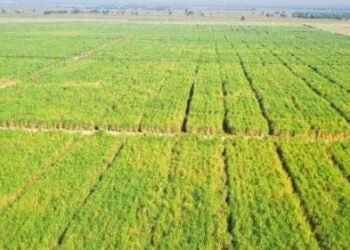 Flour Mills of Nigeria Plc increases investment in the Nigeria Sugar Value Chain