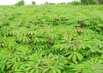 Agricultural sector contribution to GDP declines, as sector growth falls QoQ