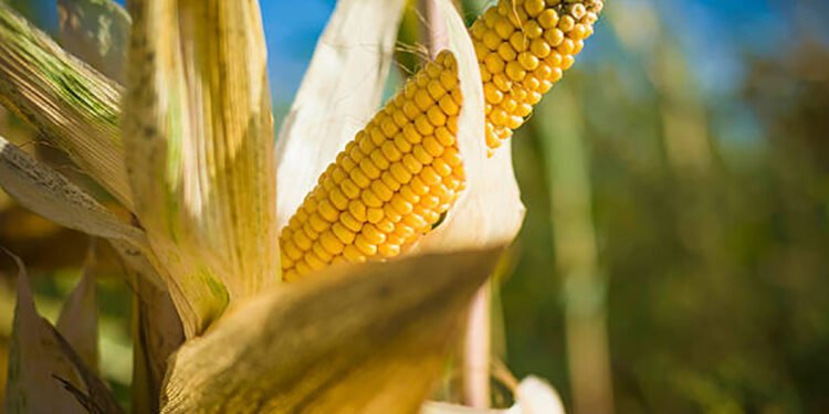 IITA, Harvest Field to Stop Rejection of Agro-Produce Exports