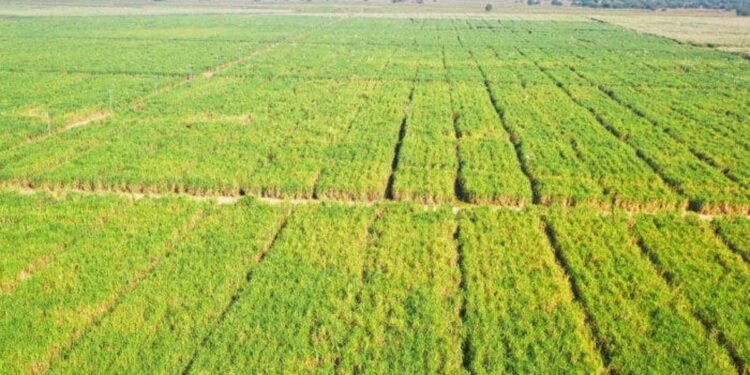 Flour Mills of Nigeria acquires 20,450 hectares of land for its Sugar BIP