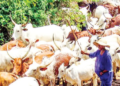 There is no federal grazing law, Buhari should avoid tension – Basiru, Senate spokesman