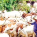 There is no federal grazing law, Buhari should avoid tension – Basiru, Senate spokesman