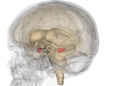 How Micro-Circuit in the Brain Regulate Fear