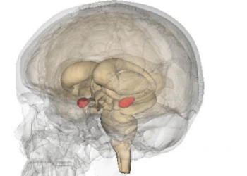 How Micro-Circuit in the Brain Regulate Fear