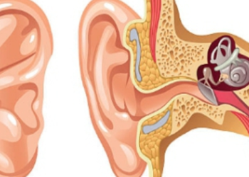 Scientists explore the latent regenerative potential of the inner ear