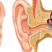Scientists explore the latent regenerative potential of the inner ear