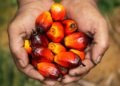 The Okomu Oil Palm Plc announces N7.00 interim dividend for H1 2022
