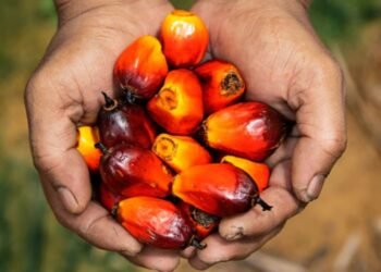 The Okomu Oil Palm Plc announces N7.00 interim dividend for H1 2022