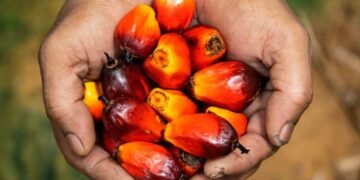 The Okomu Oil Palm Plc announces N7.00 interim dividend for H1 2022