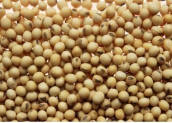 Ellah Lakes Plc subsidiary to boost soybean production in Enugu, signs seed production agreement with IITA