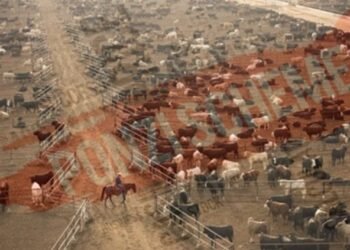 Ponzi schemers raised $650mn on promise of Cattle and Marijuana profits