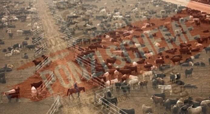 Ponzi schemers raised $650mn on promise of Cattle and Marijuana profits