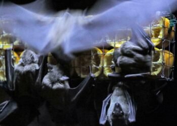 Nine dead as Equatorial Guinea records Marburg Virus outbreak