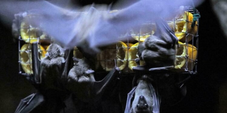 Nine dead as Equatorial Guinea records Marburg Virus outbreak