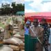 Subsidy Palliative: Katsina to share 5 bags of rice per polling unit
