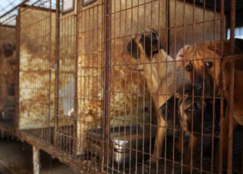 JUST IN: South Korea passes law banning dog meat trade
