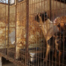 JUST IN: South Korea passes law banning dog meat trade