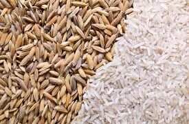 FG has suspended taxes on wheat, maize and other staples