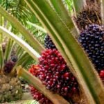 Presco Plc to Raise ₦236.7 Billion via Rights Issue, Offer Details Presco Plc