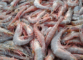 Tantalizers Plc signs agreement to export seafood with U.S based Harvester Fisheries