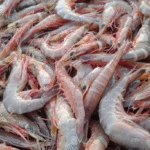Tantalizers Plc signs agreement to export seafood with U.S based Harvester Fisheries Shrimp