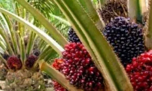 Presco Plc Acquires 10,000 Hectares in Cross River State for Palm Oil Expansion