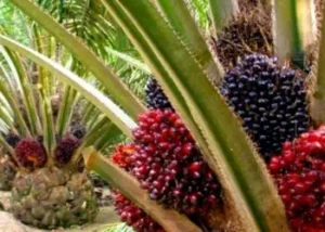 Presco Plc Acquires 10,000 Hectares in Cross River State for Palm Oil Expansion
