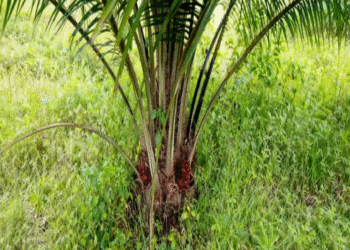 Zichis Agro Firm Lists 600 million Shares On NGX, Rises 9.55%