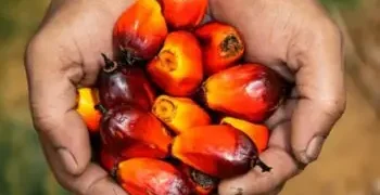 Okomu Oil Palm Soars 52% Revenue in 2025, Proposes ₦55 Dividend on Golden Jubilee
