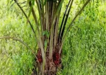 Zichis Agro-Allied Denies IPO Plans, to Seek Shareholder Approval for Capital Raise