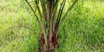 Zichis Agro-Allied Denies IPO Plans, to Seek Shareholder Approval for Capital Raise