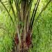 Zichis Agro-Allied Denies IPO Plans, to Seek Shareholder Approval for Capital Raise